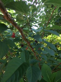 2017-06-04_11-15-01_341