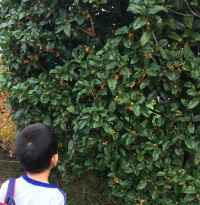 2017-10-08_08-25-30_376 (2017-10-13T08_16_20.294)