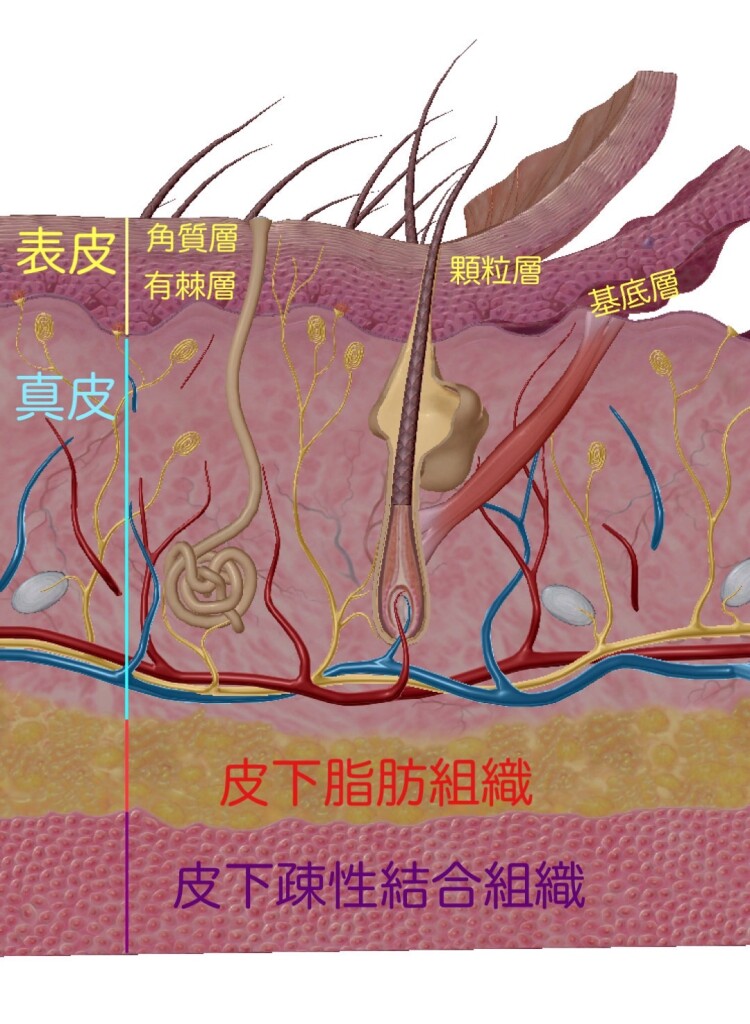 皮膚組織。ヒューマン・アナトミー・アトラス2021 Visible Body ビジブル・ボディ提供の画像に文字を入れています